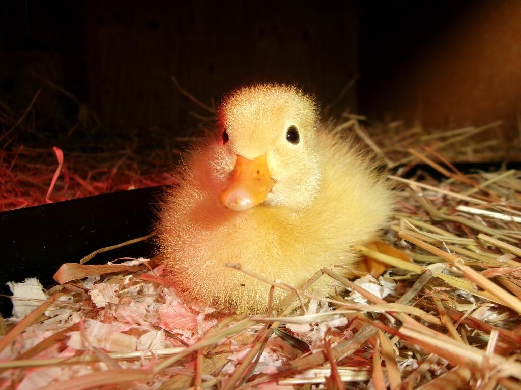 Loopeenden, kuikens van 2 april, loopeend, flesseneend, Meerdere dieren, Eend