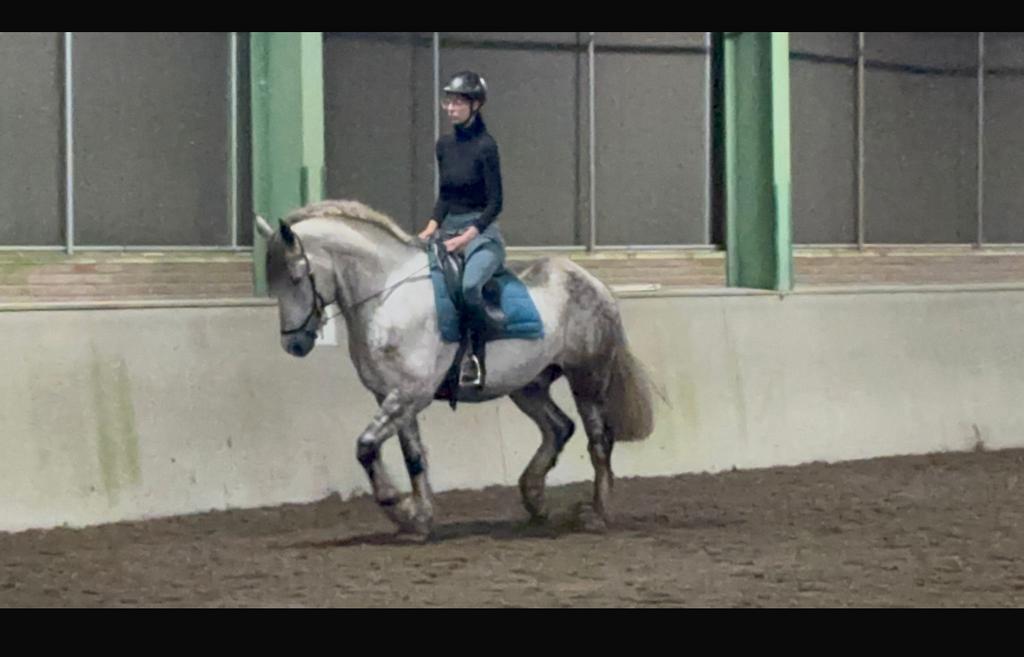 Verzorgpaard gezocht Bijrijder aangeboden Enschede, Dieren en Toebehoren, Ophalen, Nieuw