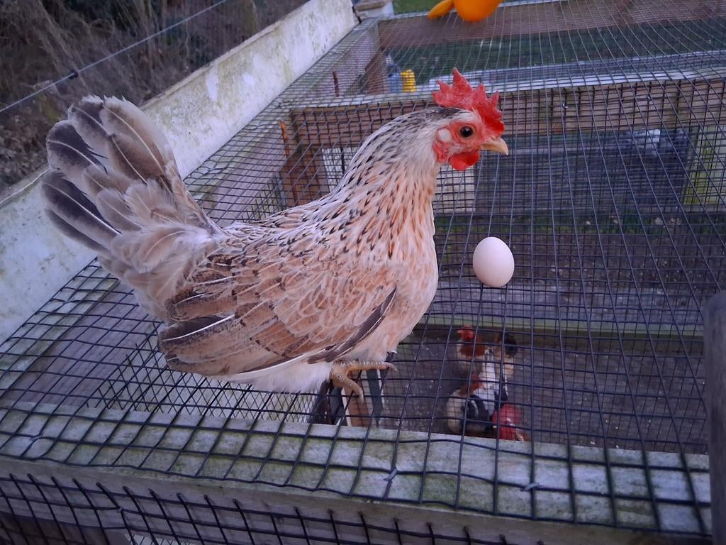 Broedeieren serama, Dieren en Toebehoren, Geslacht onbekend, Kip