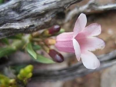 Caudex plant Pachypodium Bispinosum uit Madagaskar 20cm pot., Huis en Inrichting, Kamerplanten, Overige soorten, Ophalen of Verzenden