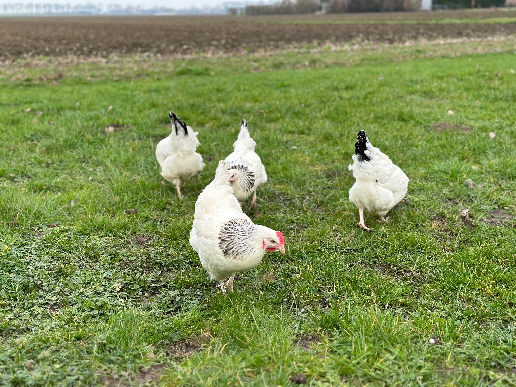 Jonge tamme Sussex kippen gesekst & ingeënt, Vrouwelijk, Kip