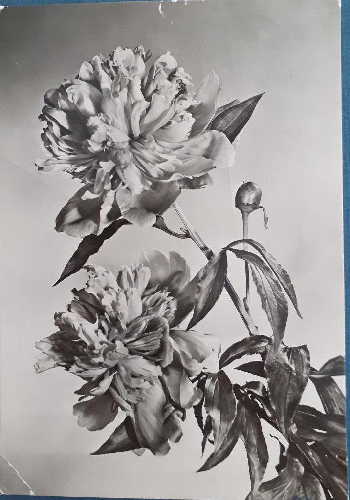 Ansichtkaart Duitsland DDR Pinksteren, Ophalen of Verzenden, 1960 tot 1980, Gelopen, Feest(dag)