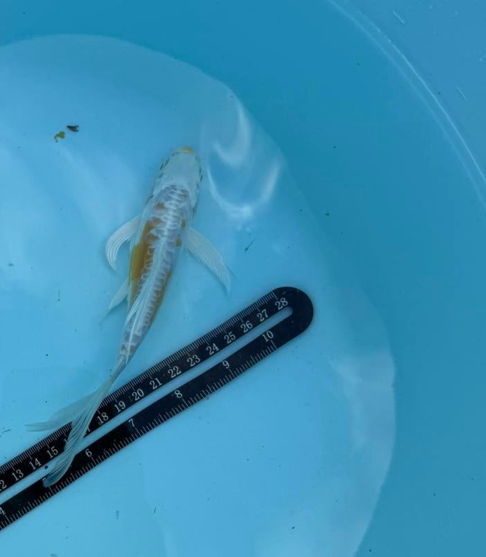 Koi karper, Karper of Koi