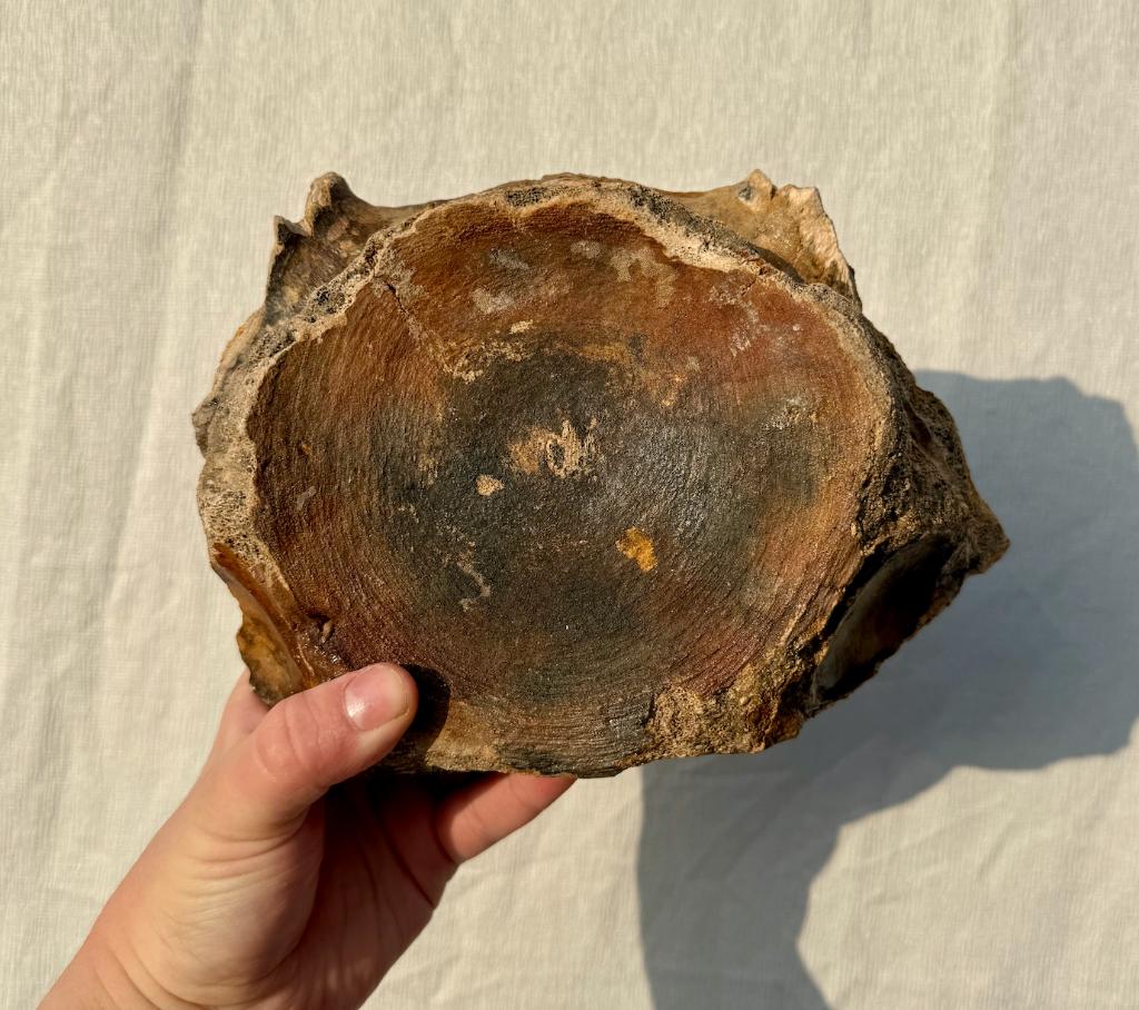 Wervel Mammoet Noordzee, Ophalen of Verzenden, Fossiel