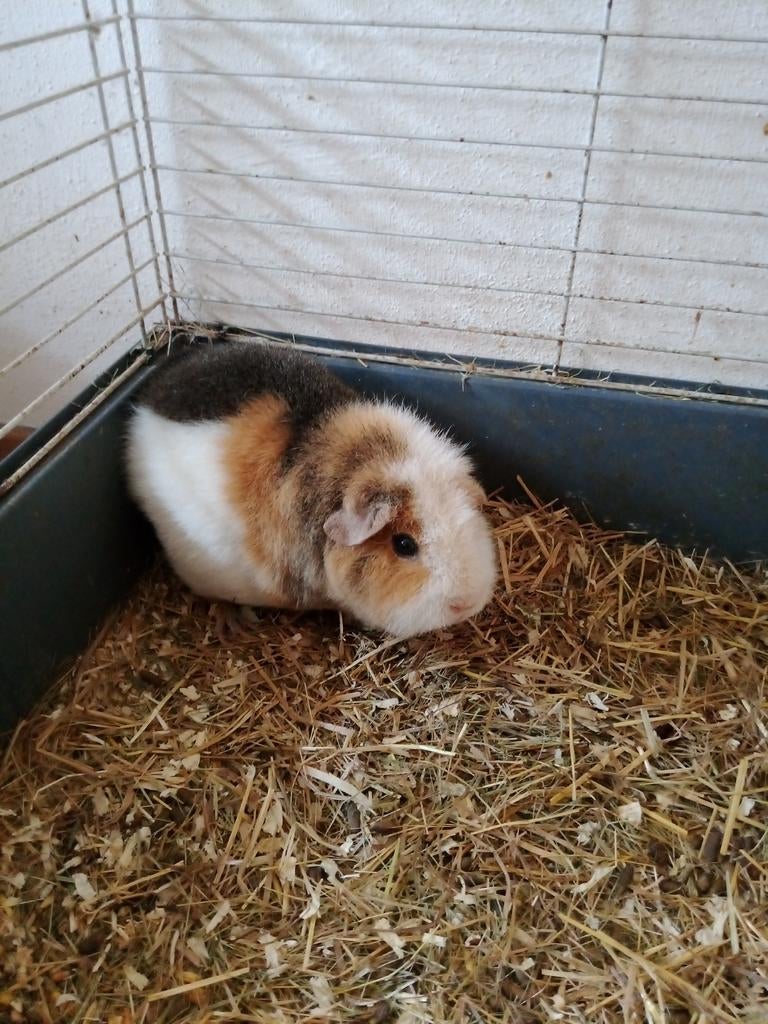 Lieve eenzaam teddy zeugje cavia met grote kooi, Dieren en Toebehoren, Cavia, Vrouwelijk, Tam, Oktober