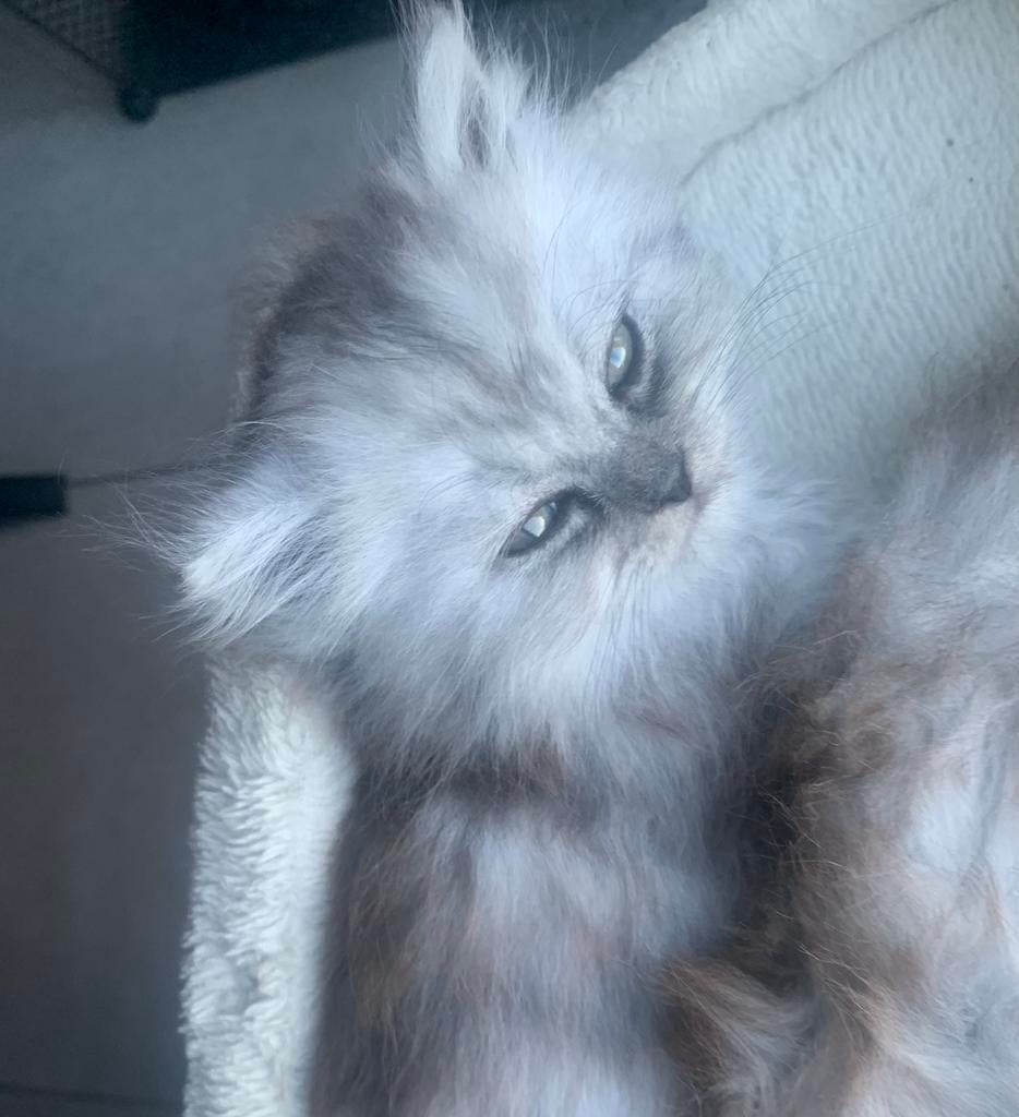 Zeer mooie Britse Langhaar kittens!, Meerdere dieren, Ontwormd, 0 tot 2 jaar