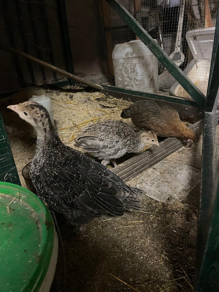 Olijflegger kuikens te koop, Meerdere dieren, Kalkoen