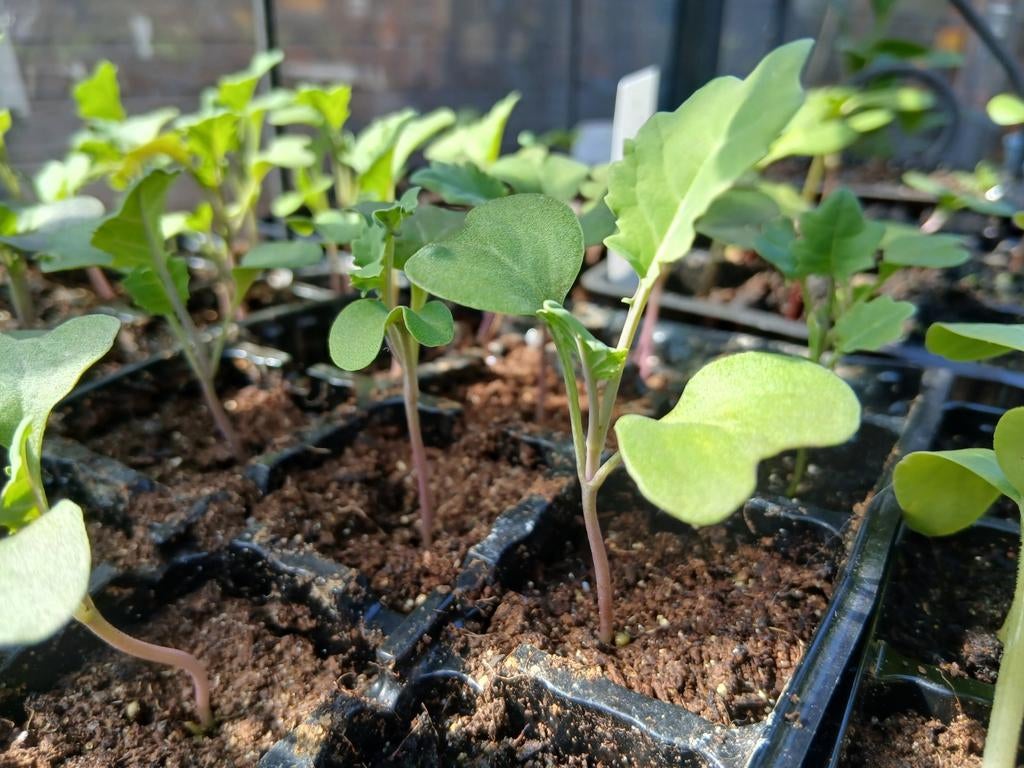 Broccoli plantjes, Ophalen, Eenjarig, Groenteplanten, Volle zon