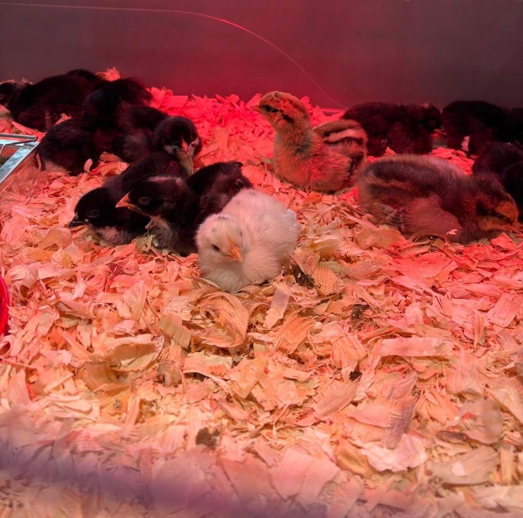 kuikens van kleurleggers, Dieren en Toebehoren, Pluimvee, Meerdere dieren, Kip