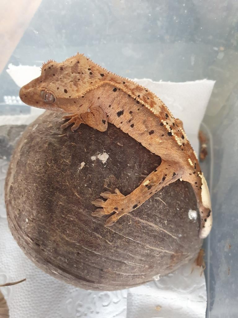 Wimpergekko Dalmatier mannetje, Dieren en Toebehoren, Hagedis