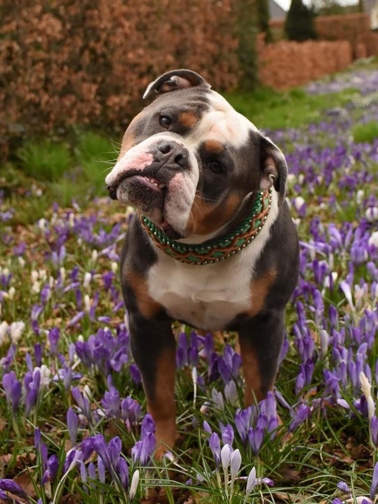 Old English Bulldog dekreu, Reu, 1 tot 2 jaar, Parvo, Eén hond