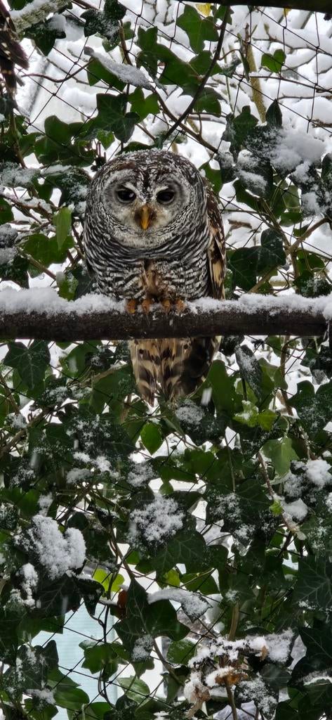Argentijnse Roodpootuilen kuikens te koop, Dieren en Toebehoren, Vogels | Overige Vogels, Meerdere dieren, Roofvogel, Geringd