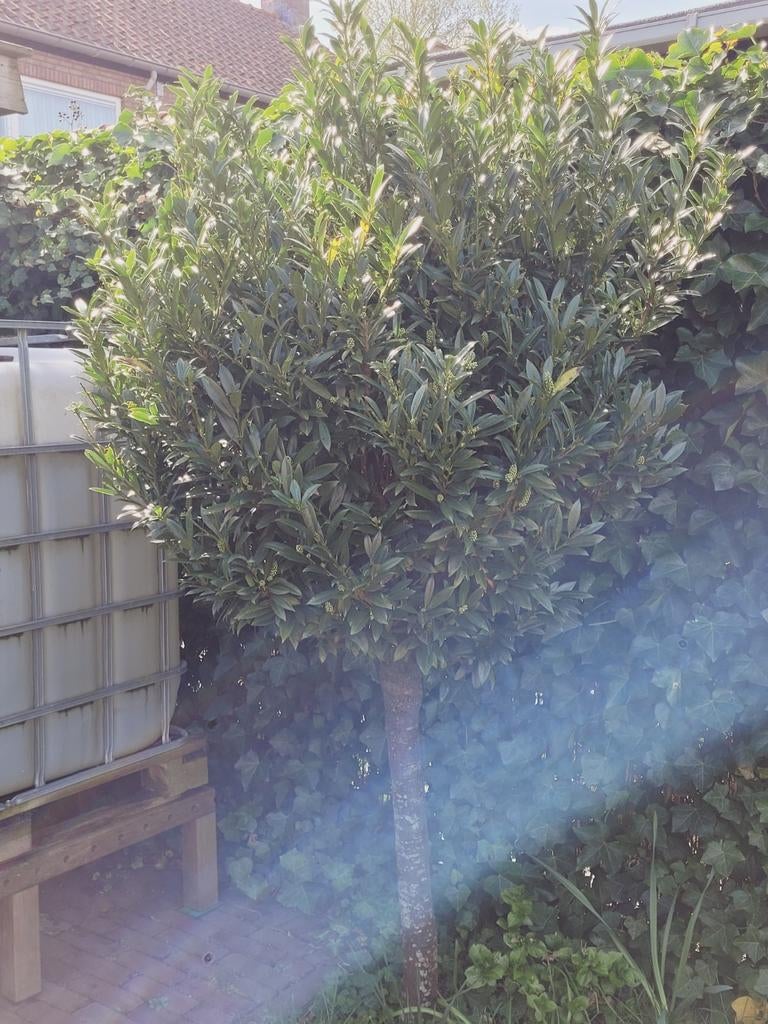 Prunus, laurier boom ca. 2 meter, Ophalen, Lente, Halfschaduw, Overige soorten