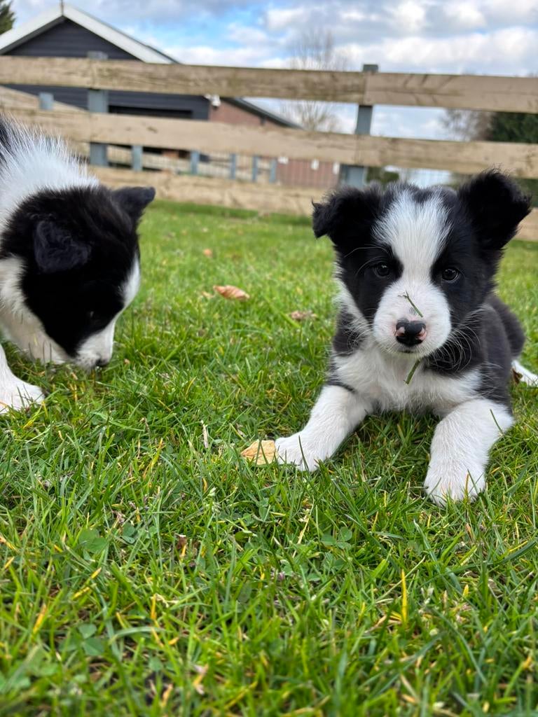 Border collie pups mogen het nest verlaten, 8 tot 15 weken, Collie, Parvo, Meerdere