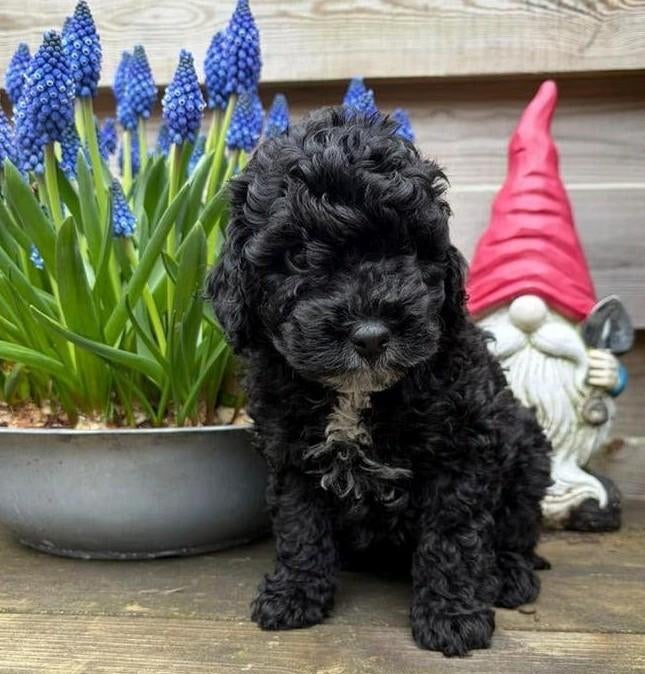 Labradoodle pups teefje zwart met wit, Dieren en Toebehoren, Overige rassen, 8 tot 15 weken, Teef, Eén hond
