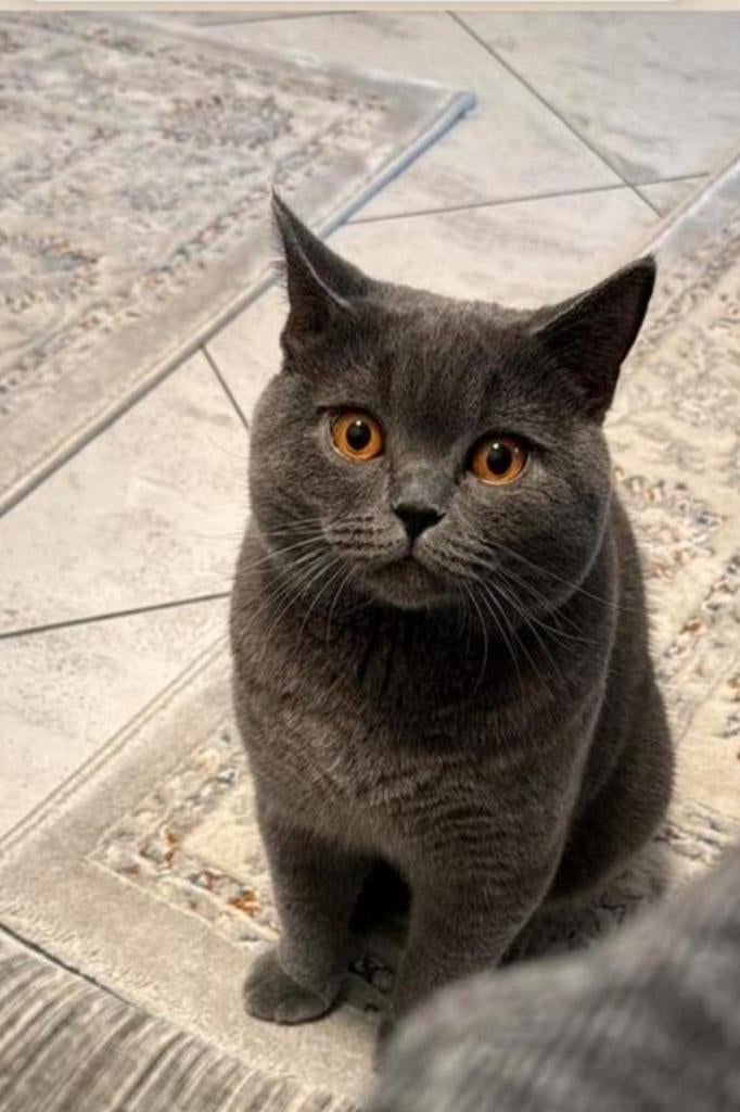 100% Britse korthaar kittens  verwacht!!!, Geslacht onbekend, Kortharig