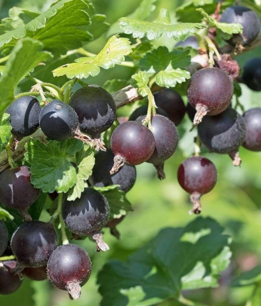 Jostabes - Kruising tussen zwarte bes en kruisbes in P9, Ophalen, Volle zon, Vaste plant, Zomer