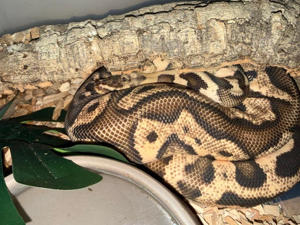 Koningspythons Ball Python - female for sale from JoshuaZ