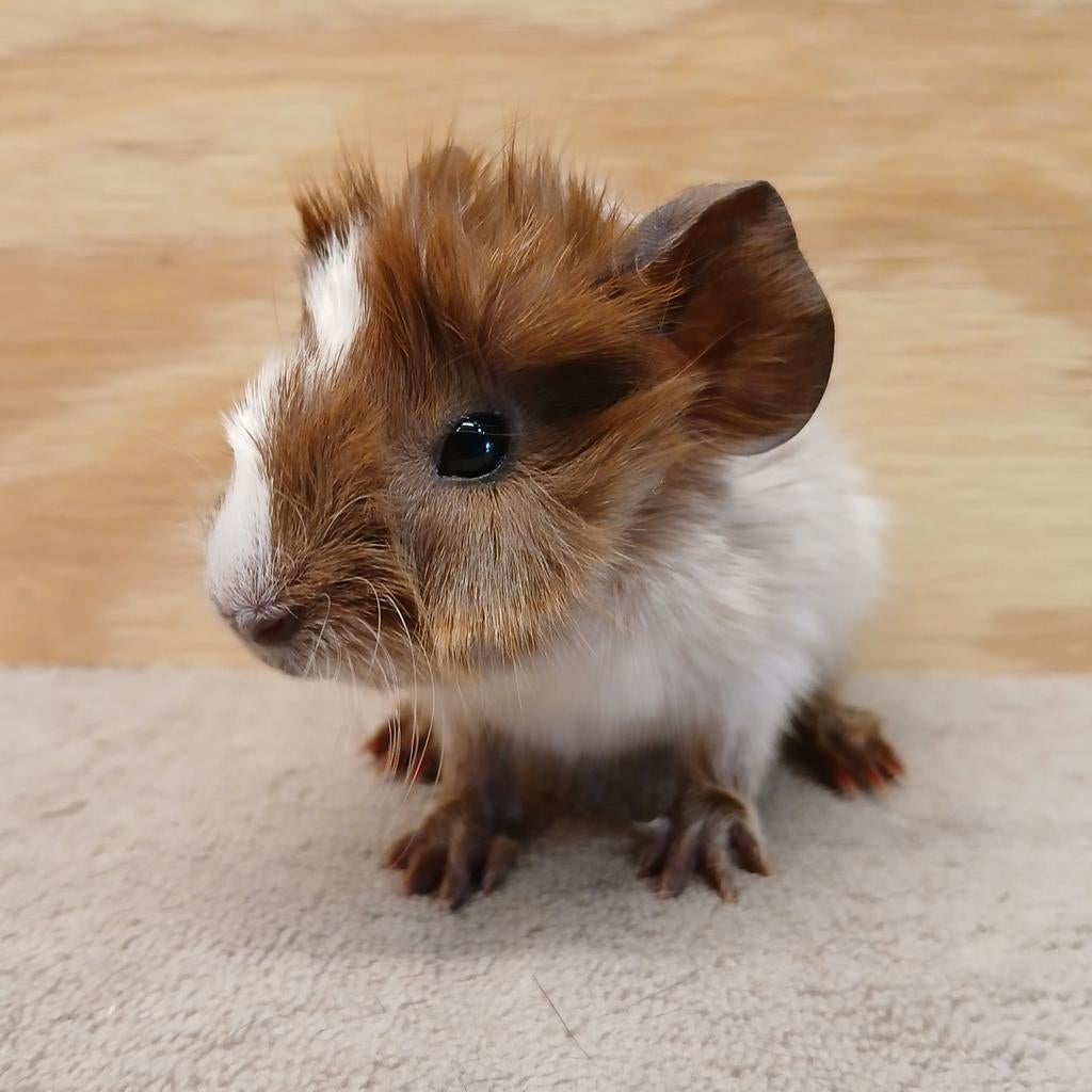 Twee jonge Rood-schimmel borstel beertjes broertjes., Dieren en Toebehoren, Mannelijk, Tam, Maart, Cavia