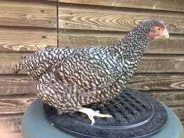 Krielkippen:NoordHollandseBlauwe-Wyandote-Sussex-Barnevelder, Dieren en Toebehoren, Vrouwelijk, Kip