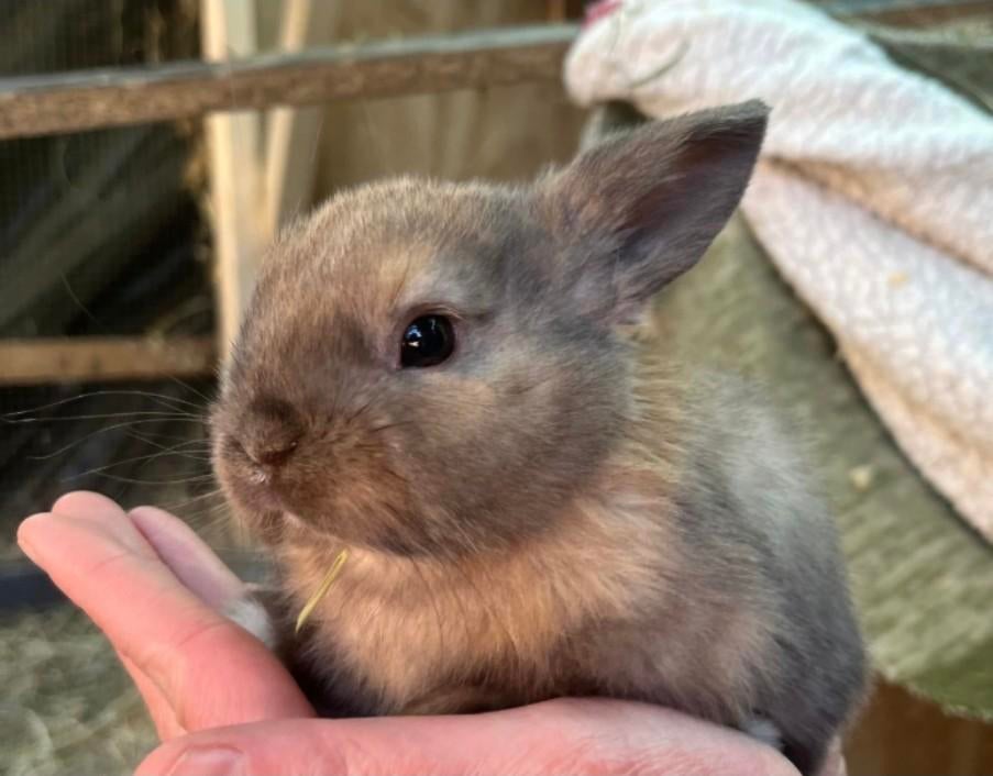 Hele lieve konijntjes zoeken liefdevol thuis ️ ️, Meerdere dieren, Middelgroot, Hangoor, 0 tot 2 jaar