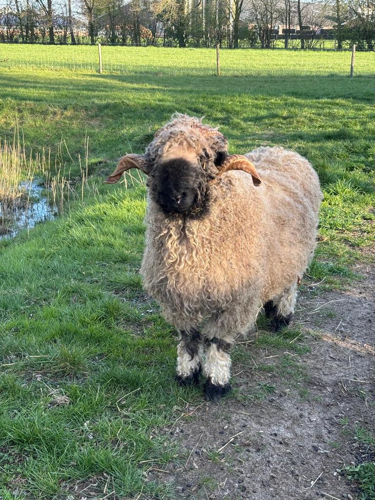 Mooie Walliser Schwarznase dekram ja+, Mannelijk, Schaap