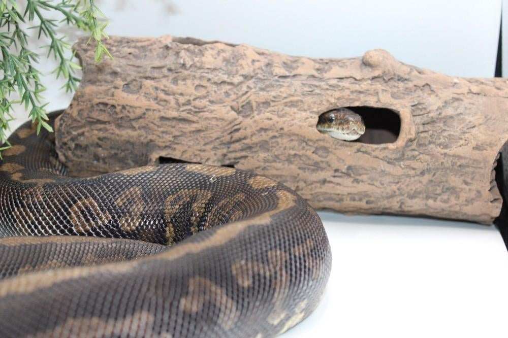 Ball Python/ Regius Python/Confusion cinnamon yb pos special Green Tree Python - female for sale from MysticEliteMorphsNL