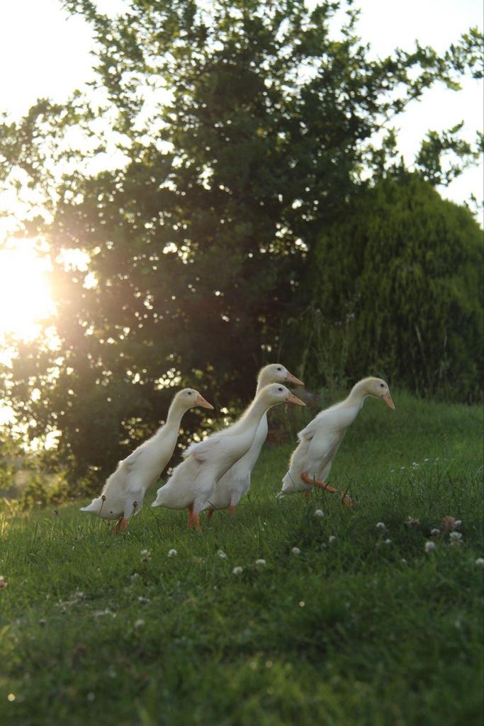 Witte loopeend - woerd - liefst ruilen, Dieren en Toebehoren, Pluimvee, Mannelijk, Eend