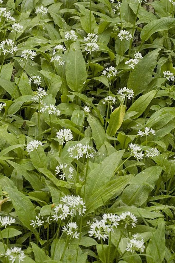 Daslook (Allium ursinum), Ophalen of Verzenden, Volle zon