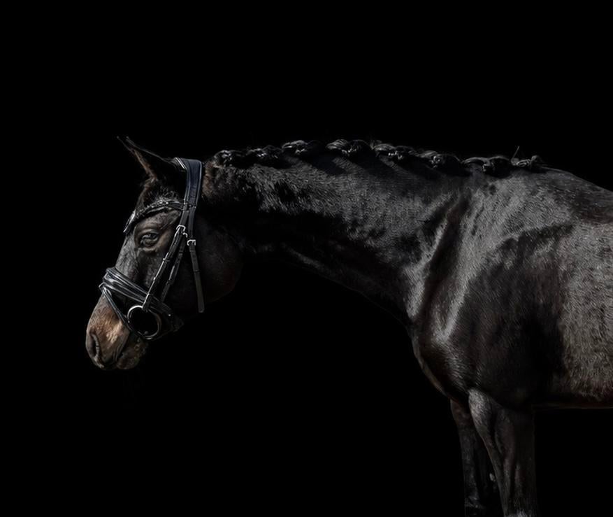 Welsh D-pony – betrouwbaar, talentvol met goede afstamming, Dieren en Toebehoren, Pony's, Merrie, Zadelmak, D pony (1.37m tot 1.48m)