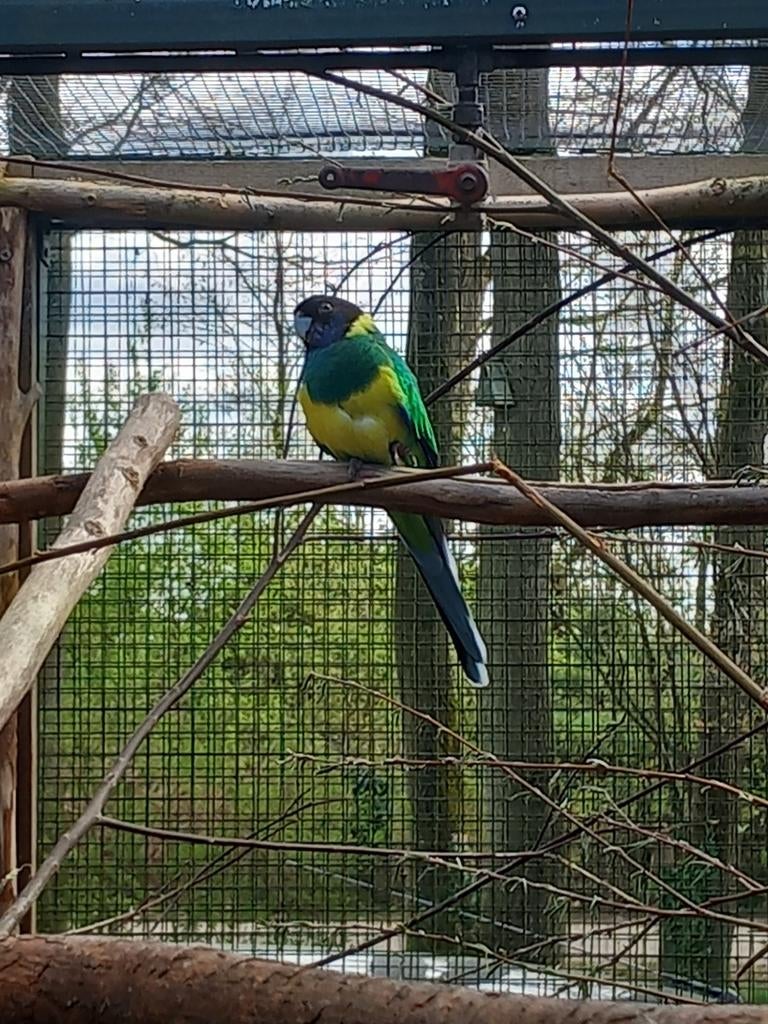 Gevraagd Portlincoln pop overjarig, Vrouwelijk, Parkiet