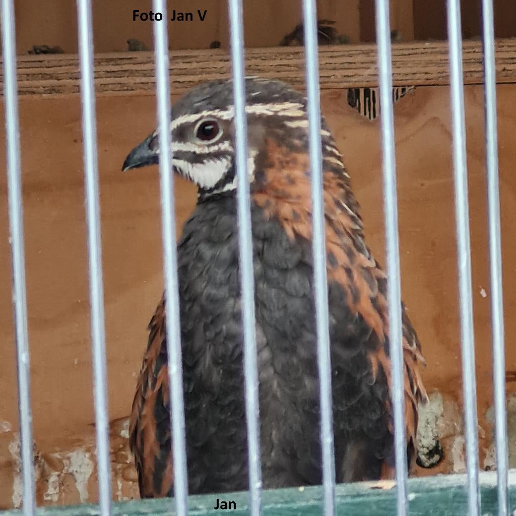 2 koppels harlekijn kwartels, Meerdere dieren, Overige soorten