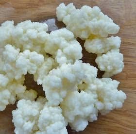 Rauwe Melkkefir korrels, Diversen, Levensmiddelen, Ophalen of Verzenden