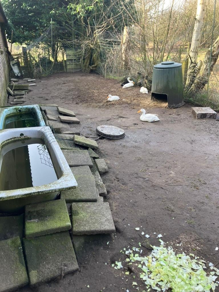 broedeieren indische loopeenden te koop, Dieren en Toebehoren, Pluimvee, Geslacht onbekend, Eend