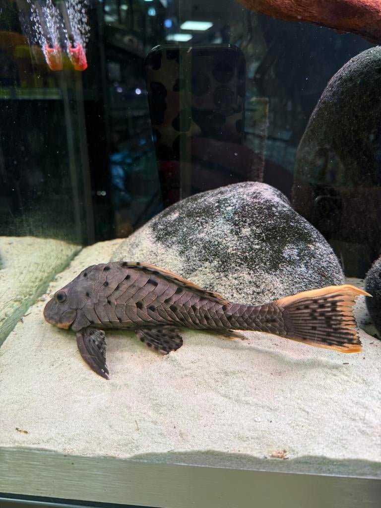 Loricariidae lijst 02-04-2026, Vis, Zoetwatervis