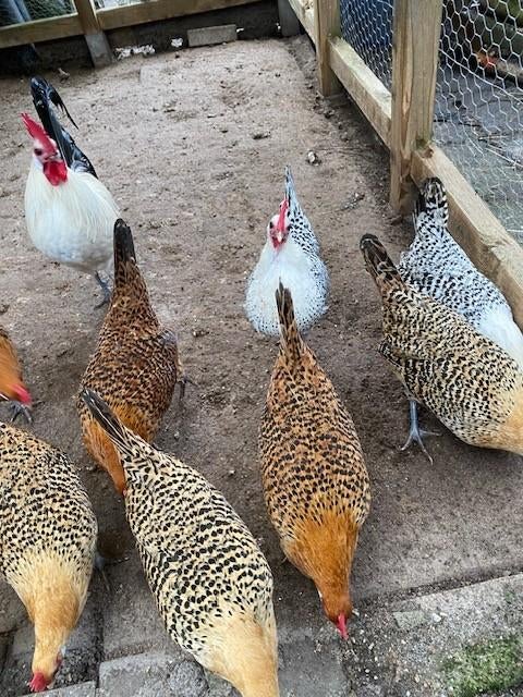 broedeieren Groninger meeuw kriel en watermaalse baardkriel, Dieren en Toebehoren, Geslacht onbekend, Kip