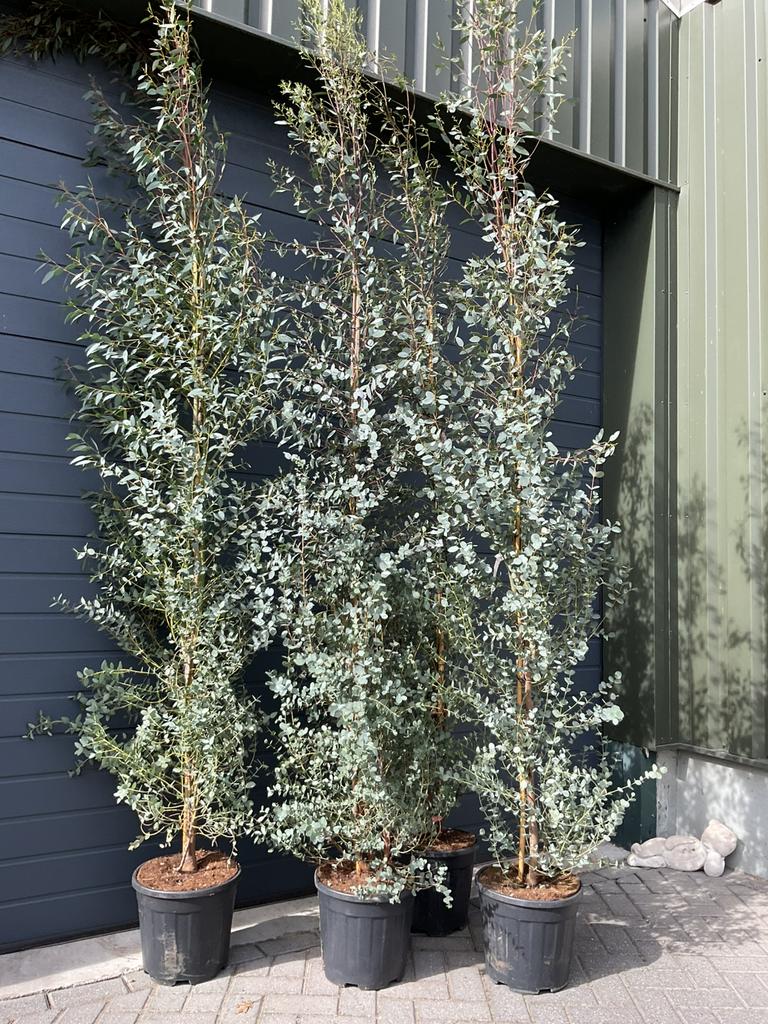Eucalyptus gunni, Ophalen, Overige soorten, Volle zon