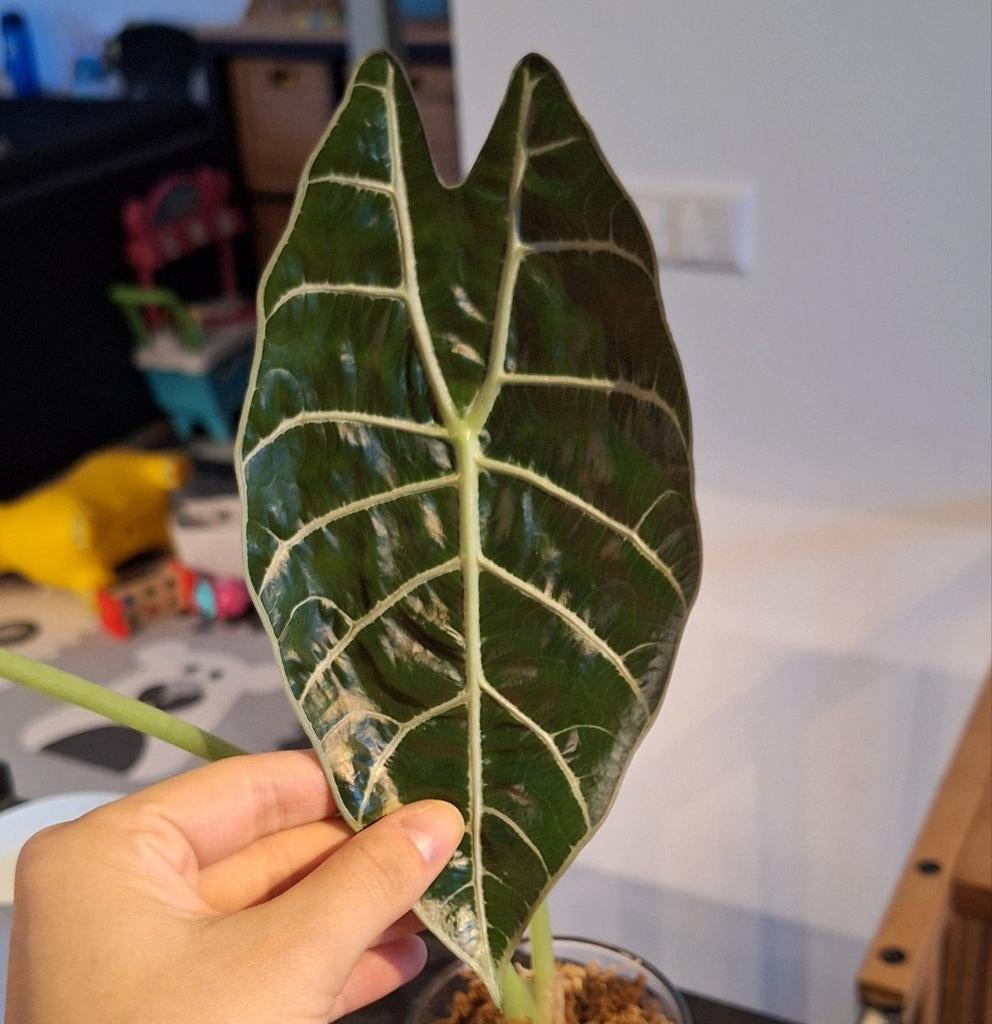 Verschillende Alocasia knollen te koop, Huis en Inrichting, Kamerplanten, Ophalen of Verzenden, Halfschaduw, Minder dan 100 cm