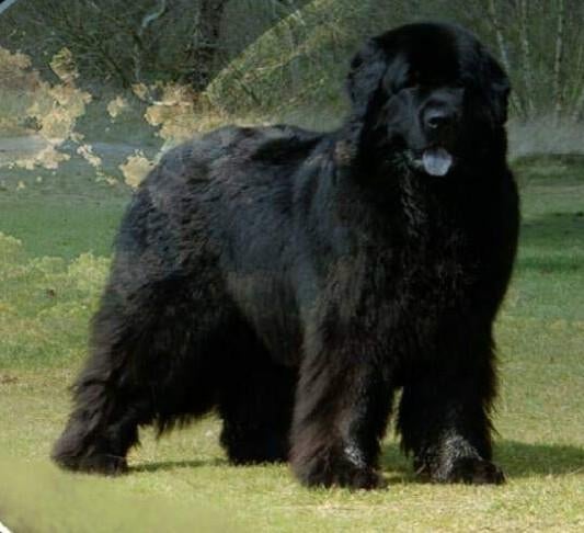 Newfoundlander dekreu beschikbaar voor passende teven, Dieren en Toebehoren, Parvo, 6 jaar of ouder, Meerdere, Nederland