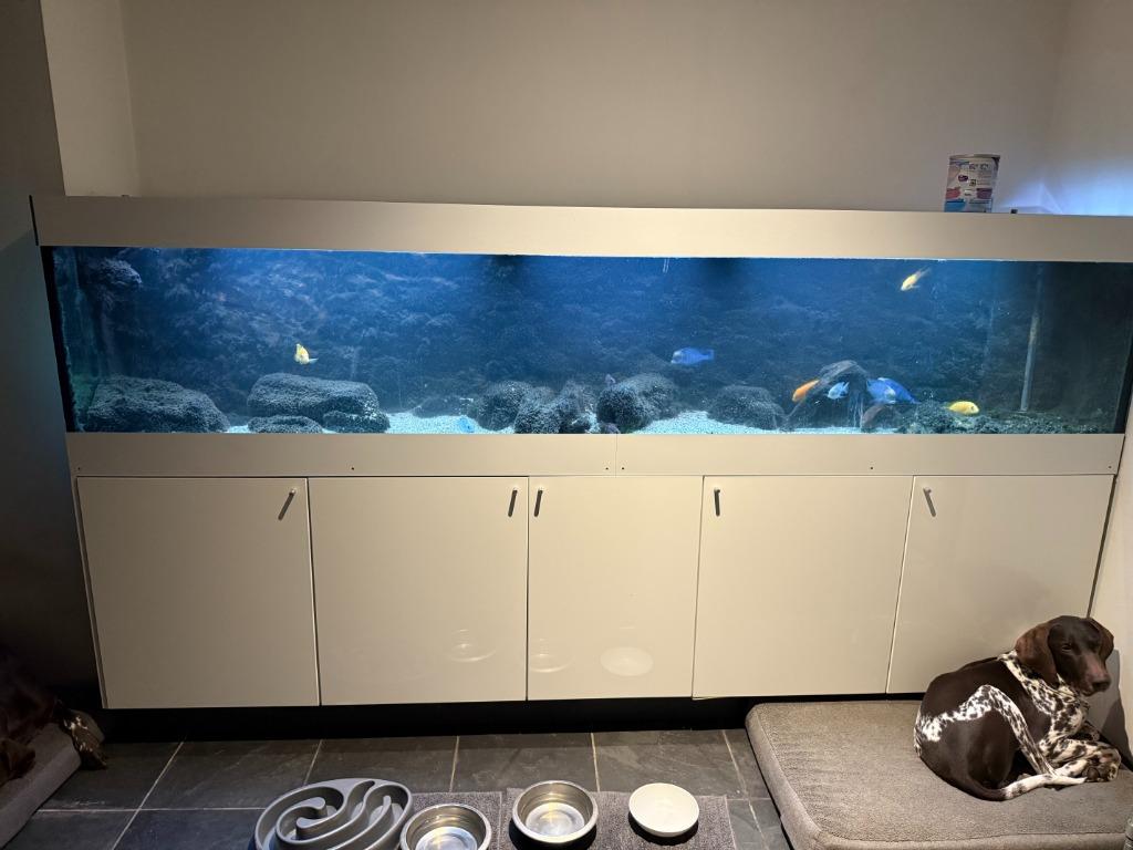 aquarium 290x60x60cm, Ophalen, Zo goed als nieuw, Gevuld zoetwateraquarium