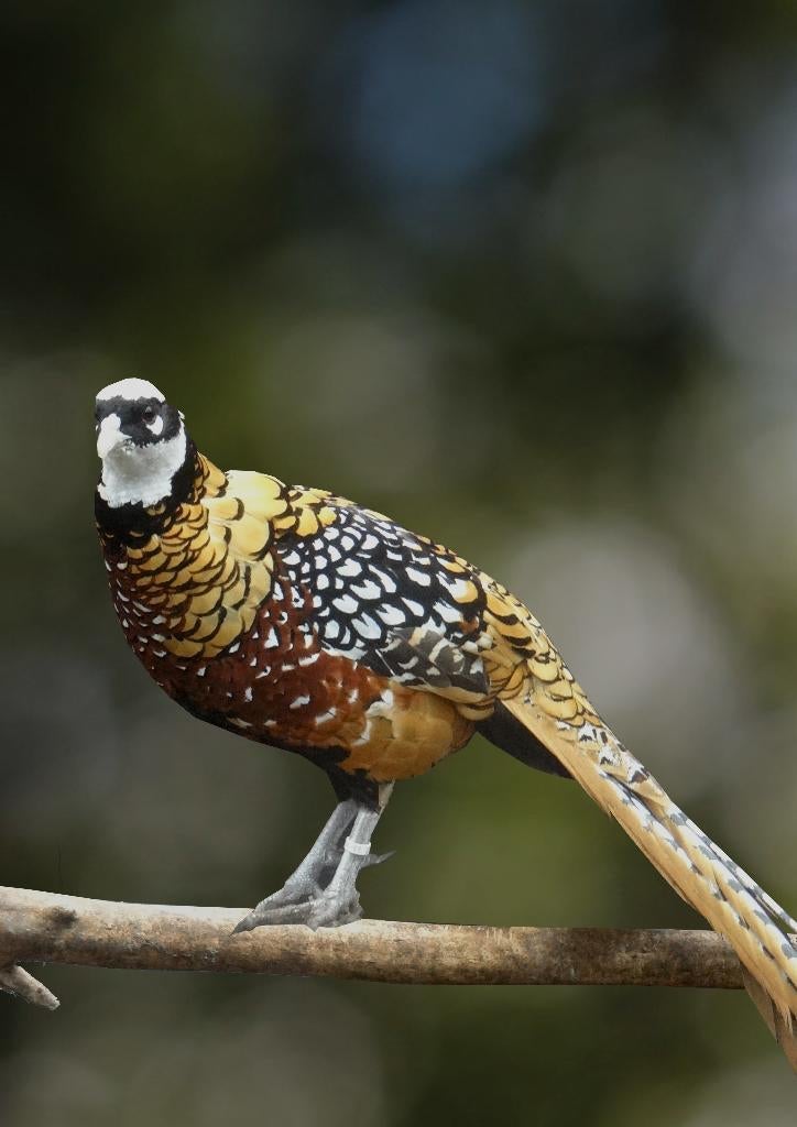 Koningsfazanten | Sierlijke fazant met lange staart!, Dieren en Toebehoren, Mannelijk, Overige soorten
