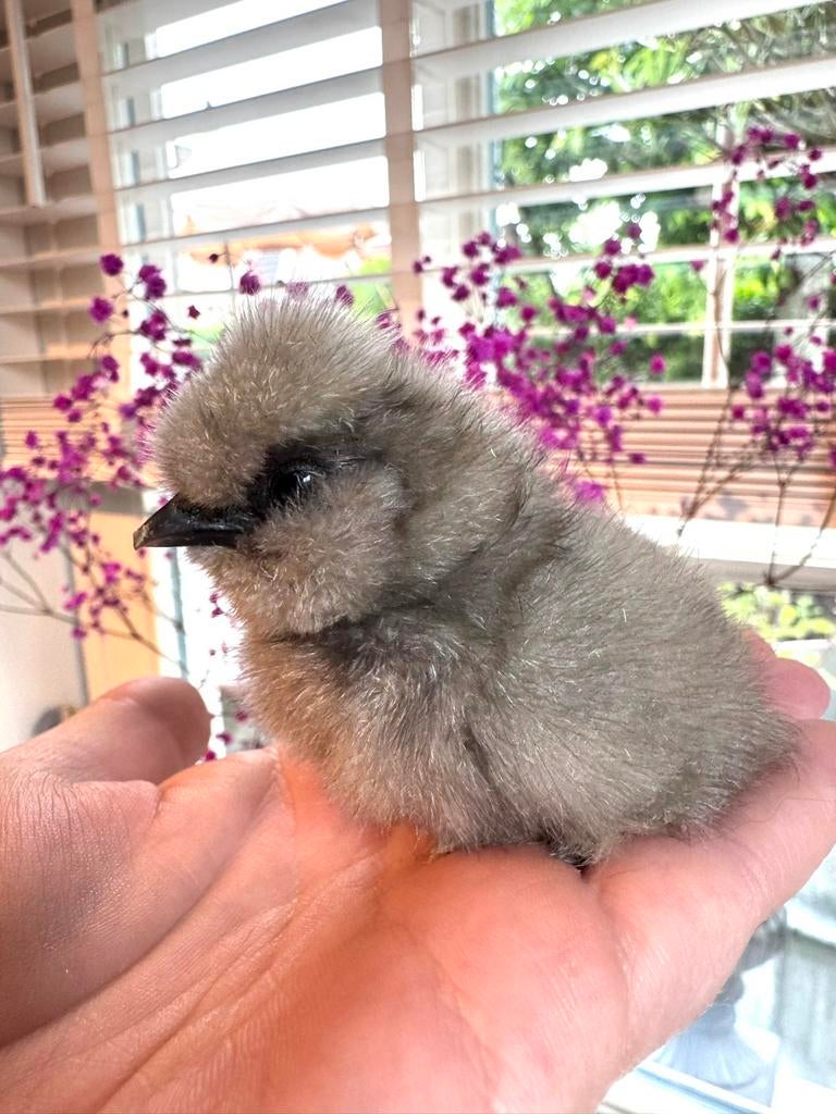 USA zijdehoen broedeieren zijdehoenders 🐣, Geslacht onbekend, Kip