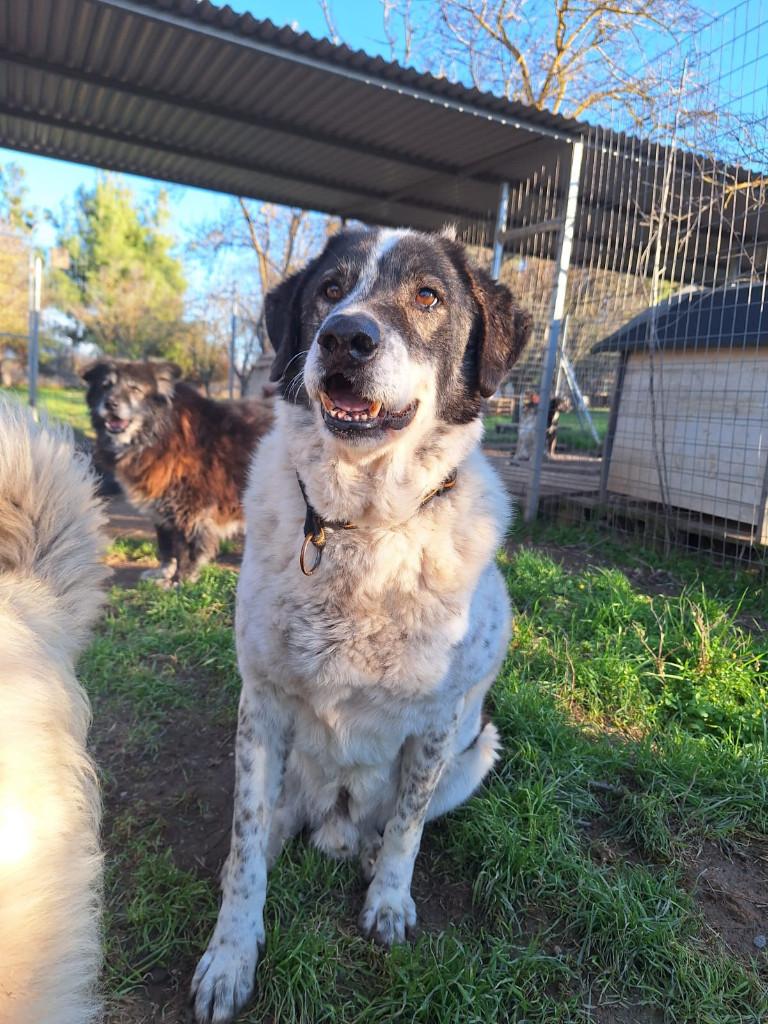 Tim – een zachtaardige engel op zoek naar zijn gouden mand, Dieren en Toebehoren, 6 jaar of ouder, Particulier, Reu, Buitenland