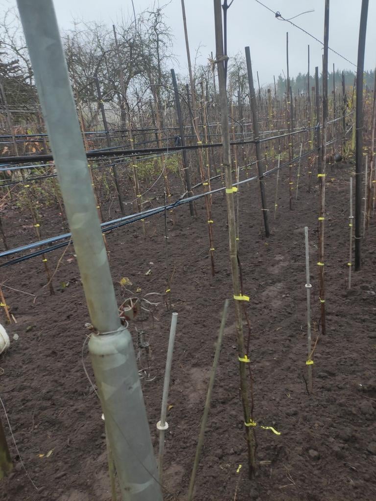 Ecologische druiven. Al meerjarig, Contacten en Berichten