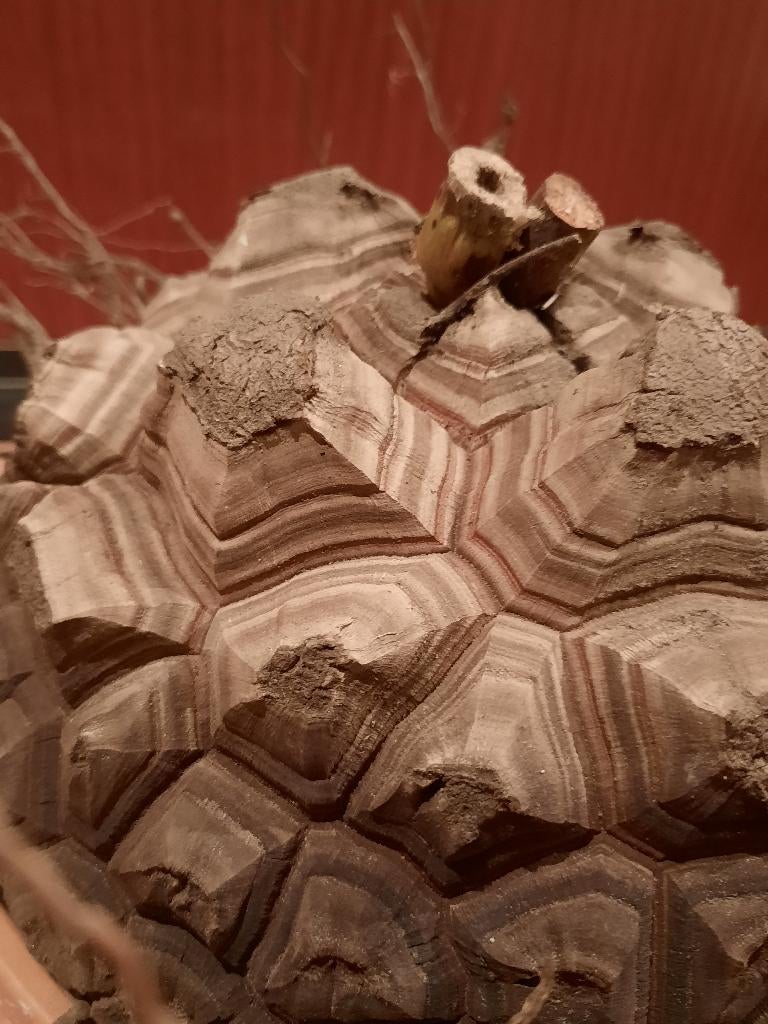 Dioscorea elephantipes XXXL huge caudex, show plant, Verzenden, Halfschaduw, Minder dan 100 cm