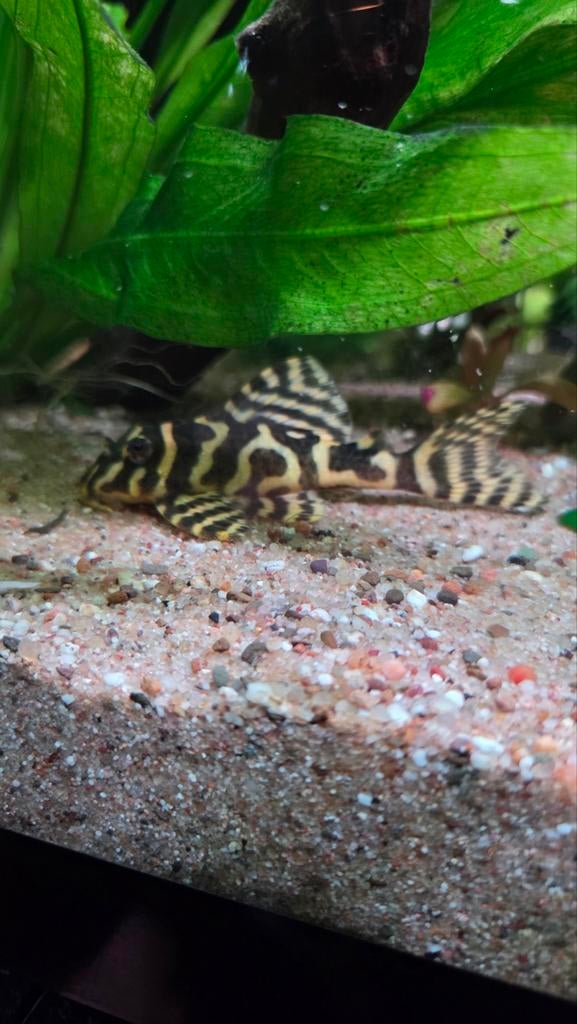 L333 King tiger pleco, Vis