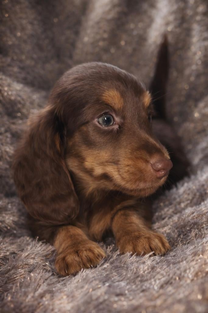 Schitterende  langhaar Dwerg Teckeltjes, Parvo, 8 tot 15 weken, Dwerg, Langhaar