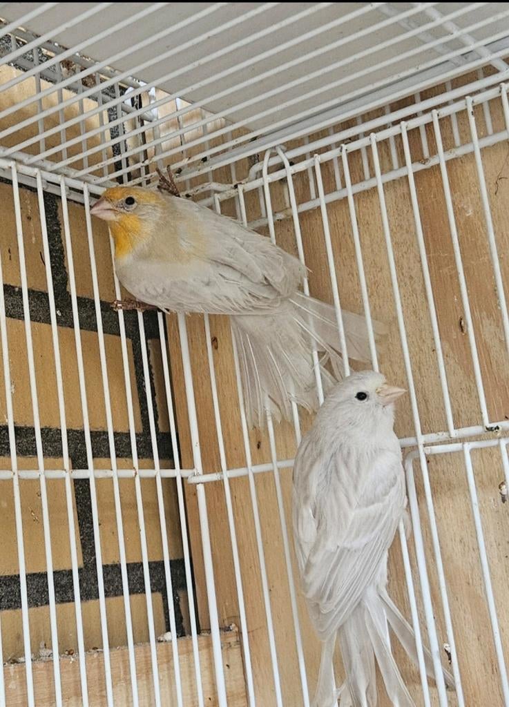 2 koppels Roodmus man opaal met opaal kanari pop zie adv., Dieren en Toebehoren, Vogels | Overige Vogels, Meerdere dieren