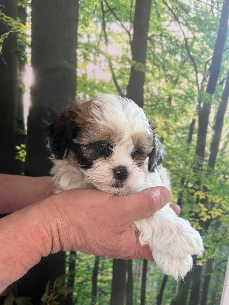 Maltipoo puppy te koop 🌸, Parvo, 8 tot 15 weken, Meerdere, Nederland