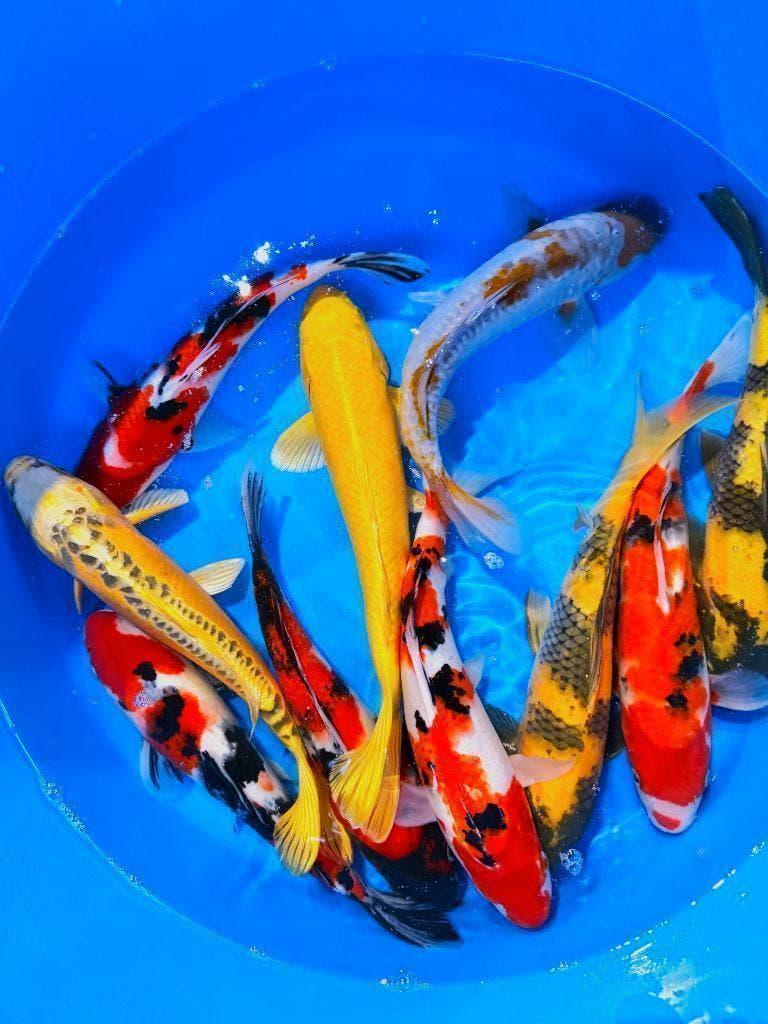 ruim 1000 Nisai van Marusei volop in ontwikkeling, Dieren en Toebehoren, Vissen | Vijvervissen, Karper of Koi